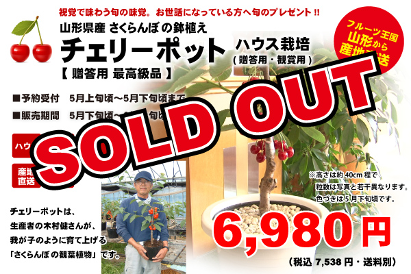 山形のさくらんぼ鉢植え チェリーポット 紅秀峰 ハウス栽培 5 800円 税抜 送料別