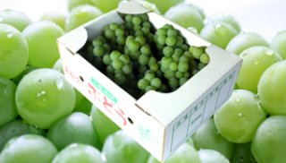 2025年【暑中御見舞】山形市本沢産の高級葡萄 キングデラ