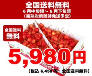 2025年 山形のさくらんぼ 路地栽培 (佐藤錦・紅秀峰・大将錦)