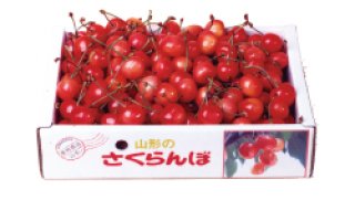 2026年 山形の黄金桃・黄貴妃 3kg (7玉〜9玉) 5,400円 (税込・送料別)